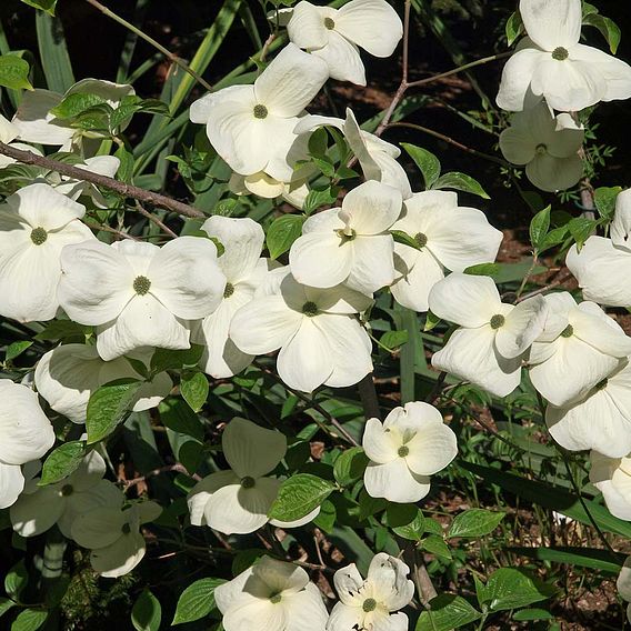 Cornus 'Eddie's White Wonder'