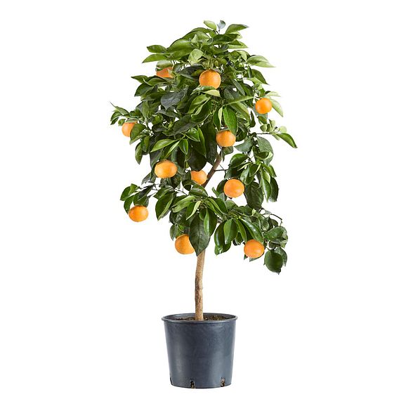 Bitter Orange (Citrus Fruit)