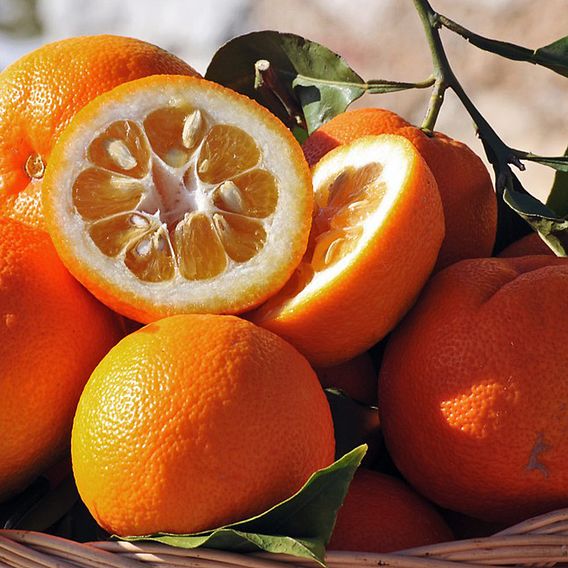 Bitter Orange (Citrus Fruit)