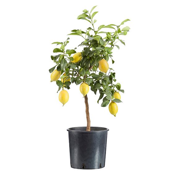 Citrus Tree - Lemon