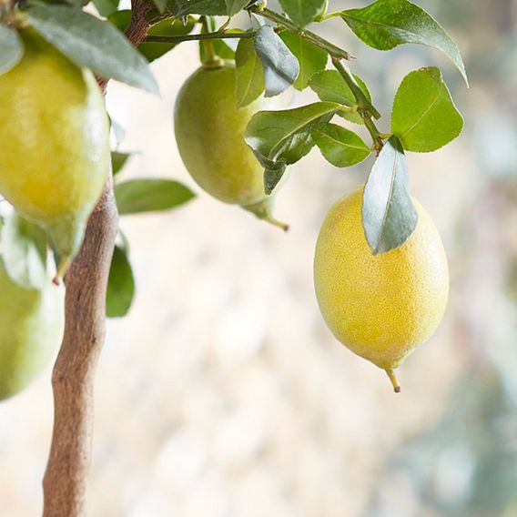 Lemon (Citrus Fruit)