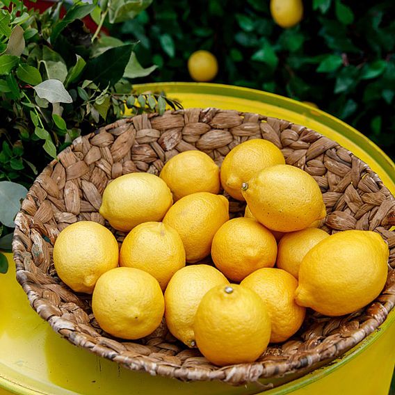 Citrus Tree - Lemon