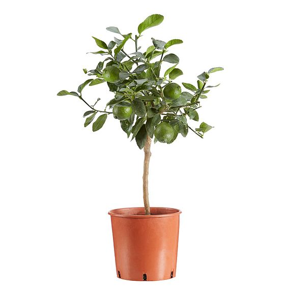 Lime 'Tahiti' (Citrus Fruit)