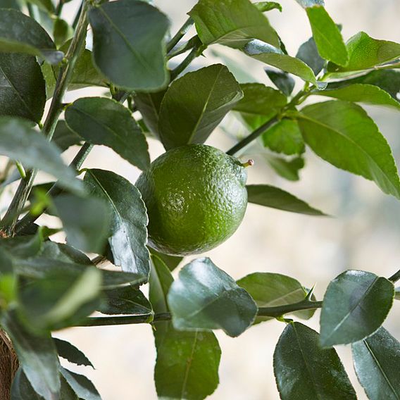 Lime 'Tahiti' (Citrus Fruit)