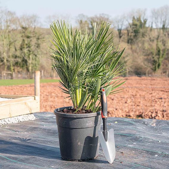 Chamaerops humilis 'Vulcano'