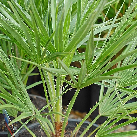 Chamaerops humilis 'Vulcano'