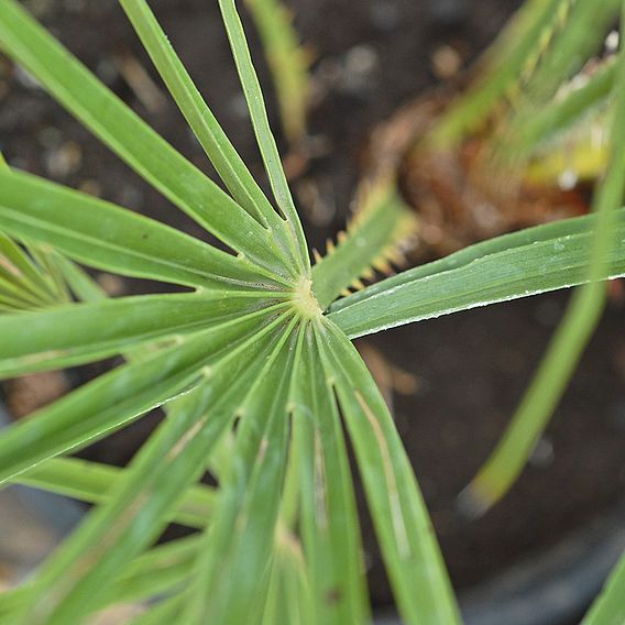 Chamaerops humilis 'Vulcano'