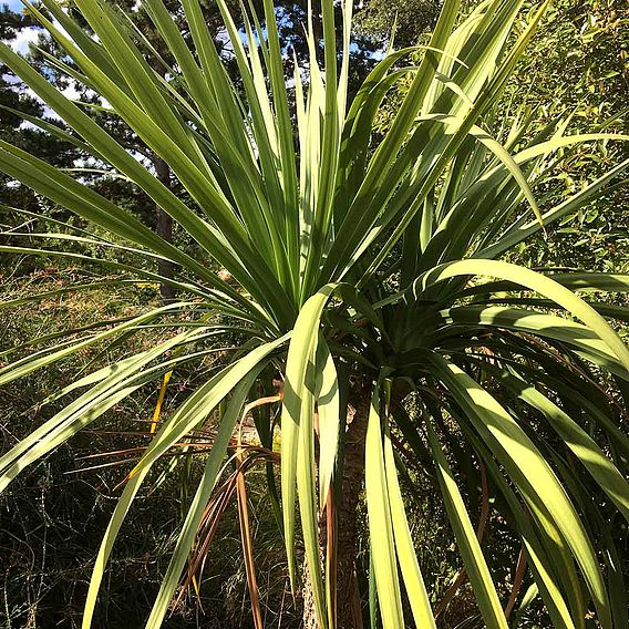 Cordyline australis Verde atlantic green