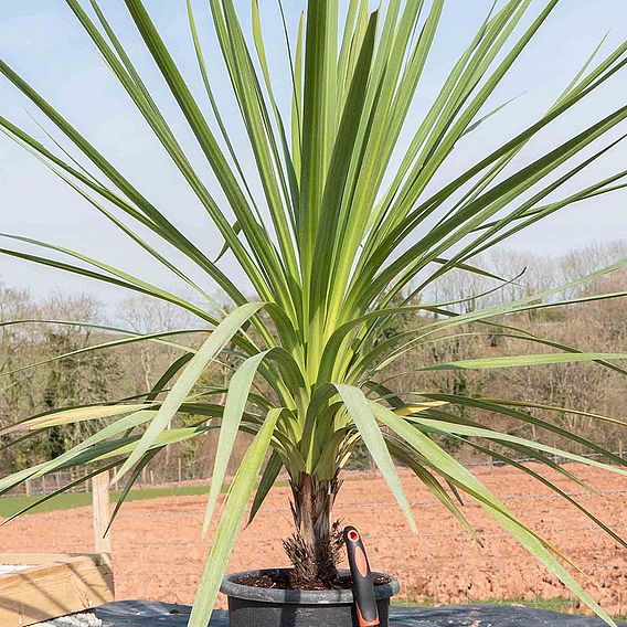 Cordyline australis Verde atlantic green