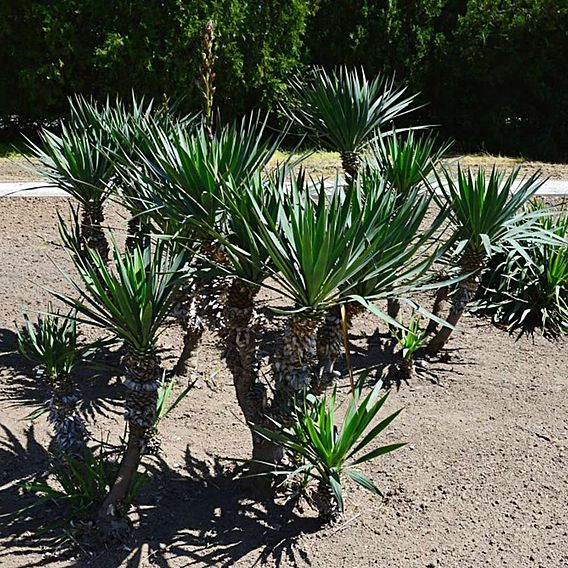 Trachycarpus fortunei