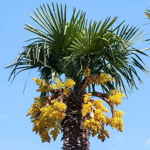 Trachycarpus fortunei