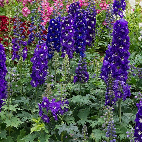 Delphinium Magic Fountains 'Dark Blue Dark Bee'