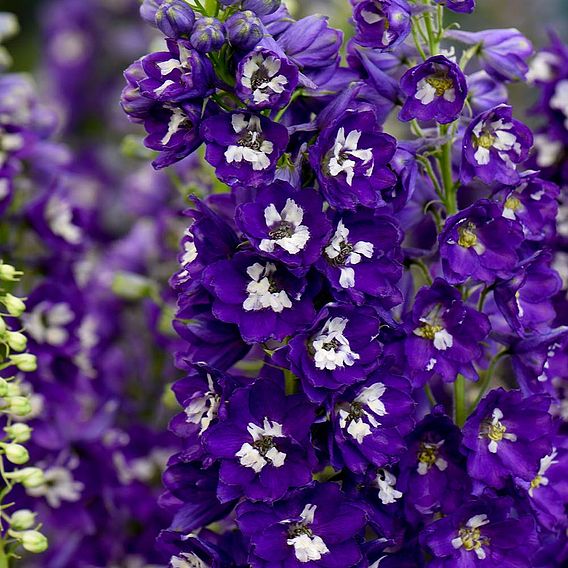 Delphinium 'Dark Blue & White Bee'