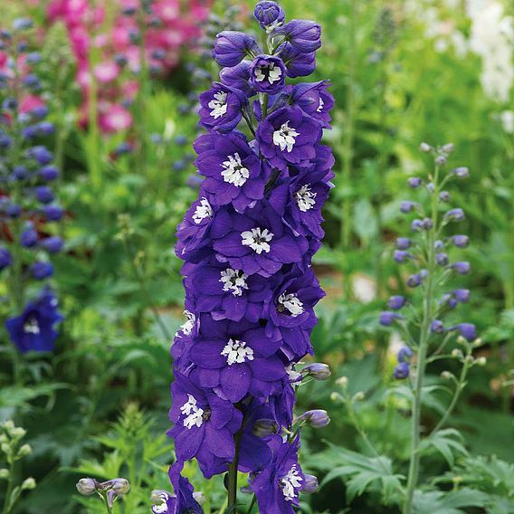 Delphinium 'Dark Blue & White Bee'