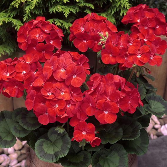 Geranium 'Best Red' F1 Hybrid