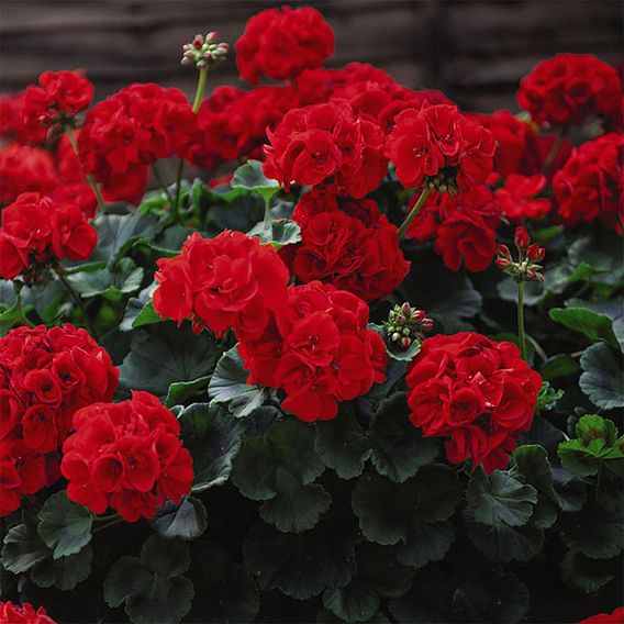 Geranium 'Best Red' F1 Hybrid