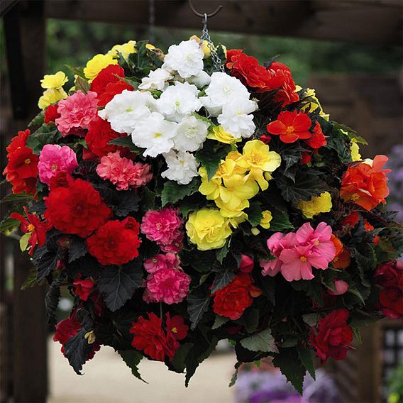 Begonia 'Nonstop Mixed' - Tubers