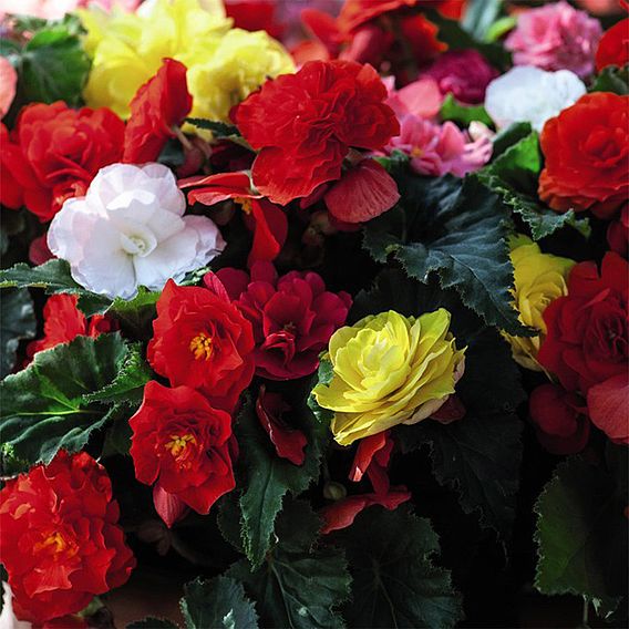 Begonia 'Nonstop Mixed'