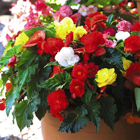 Begonia 'Nonstop Mixed'