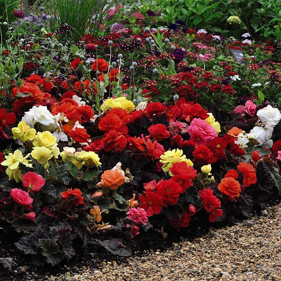 Begonia 'Nonstop Mixed' - Tubers