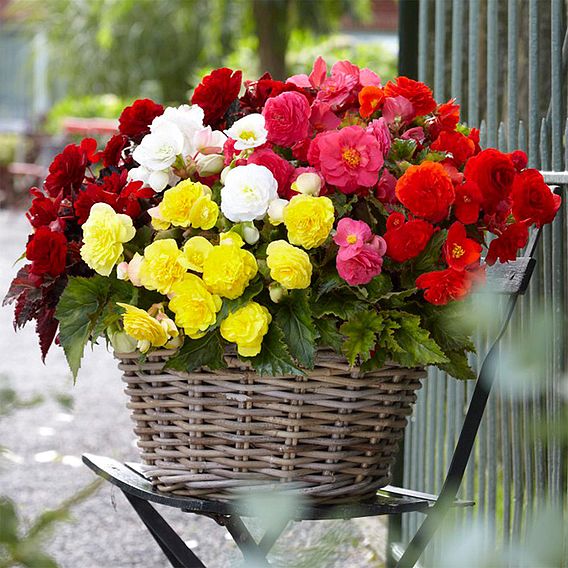 Begonia 'Nonstop Mixed'