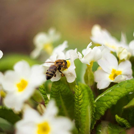 Primula vulgaris - Wild Primrose