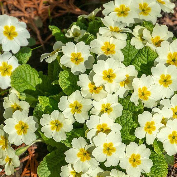 Primula vulgaris - Wild Primrose