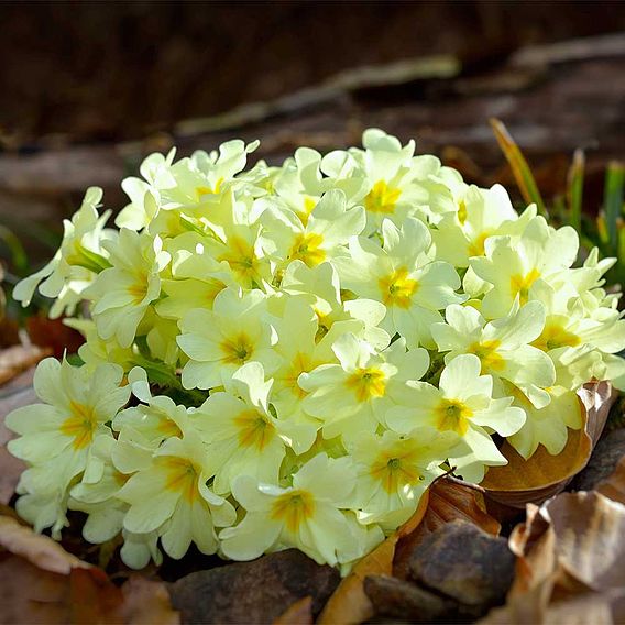 Primula vulgaris - Wild Primrose