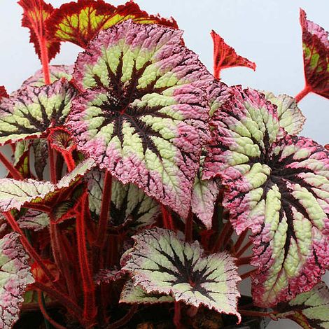 Begonia Fireworks