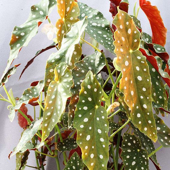 Begonia maculata 'Wightii'