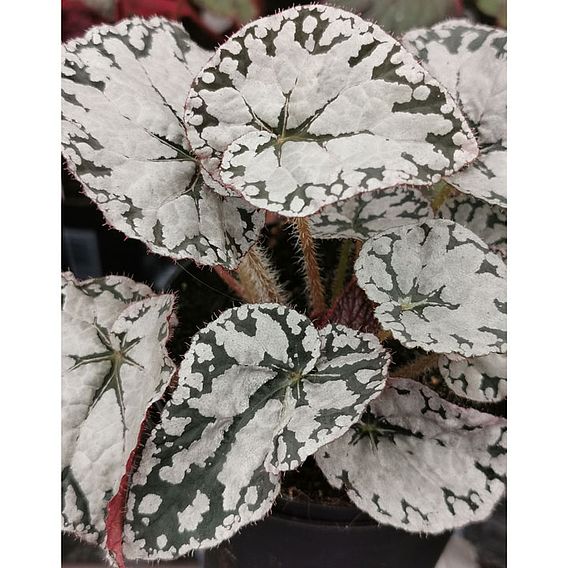 Begonia 'Silver Lace'