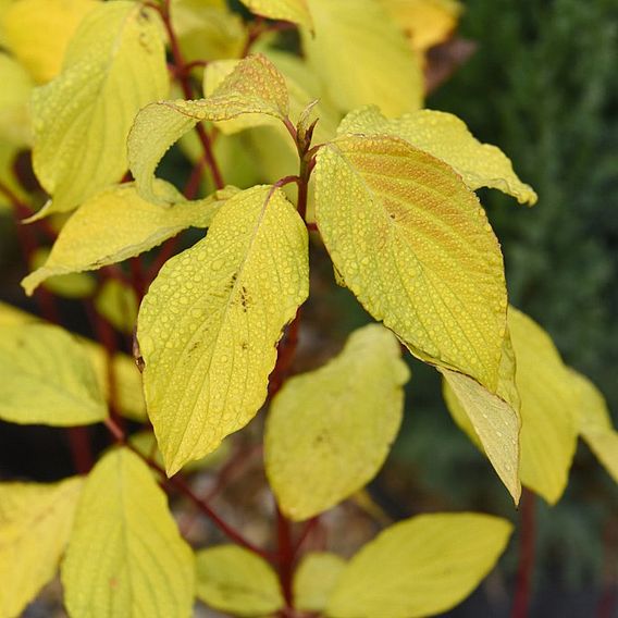 Cornus alba 'Aurea'