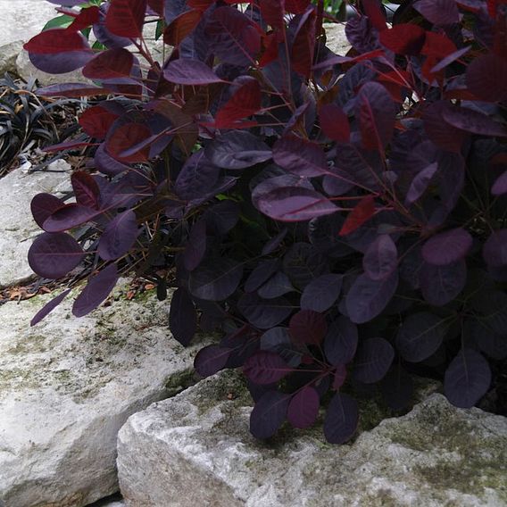 Cotinus coggygria 'Lilla'