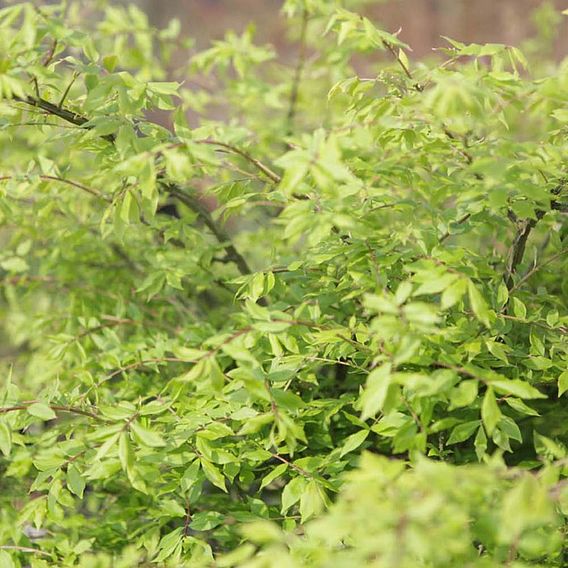 Euonymus alatus