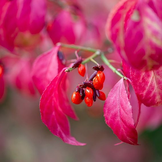 Euonymus alatus 'Compactus'