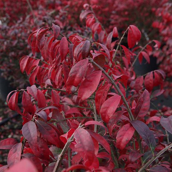 Euonymus alatus 'Compactus'