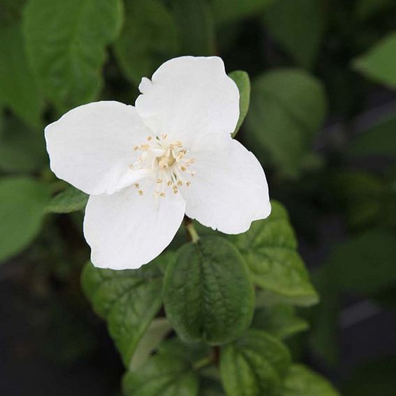 Philadelphus coronarius