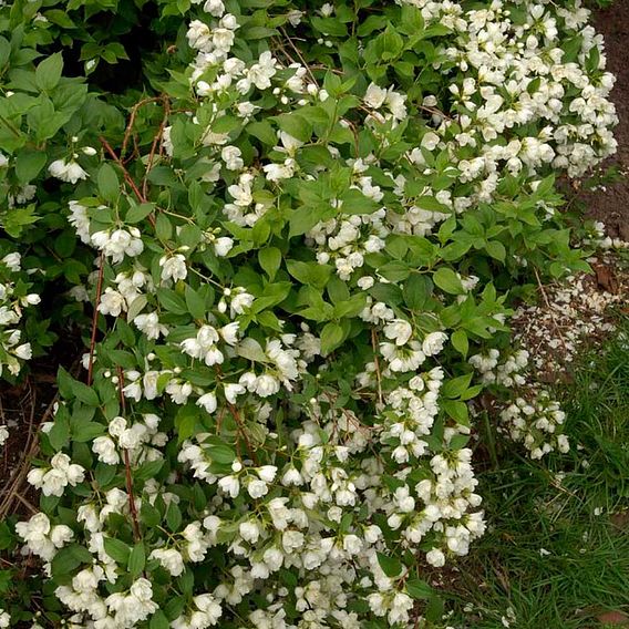 Philadelphus 'Manteau d'Hermine'