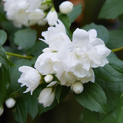 Philadelphus 'Snowbelle'