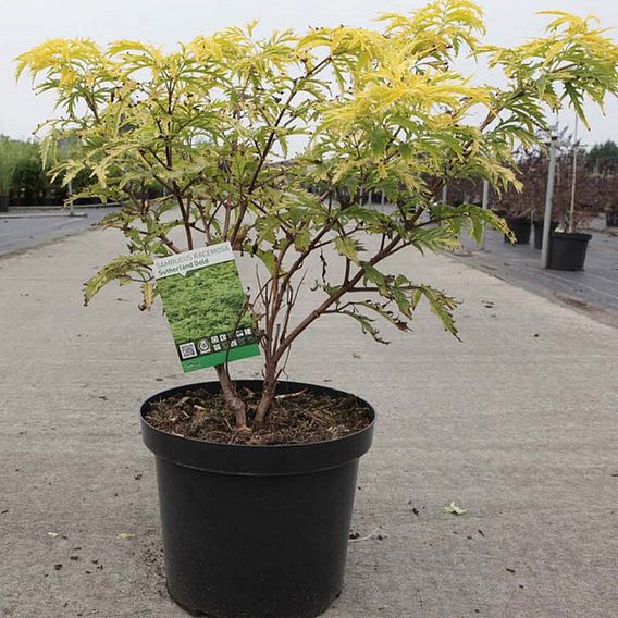 Sambucus racemosa 'Sutherland Gold'