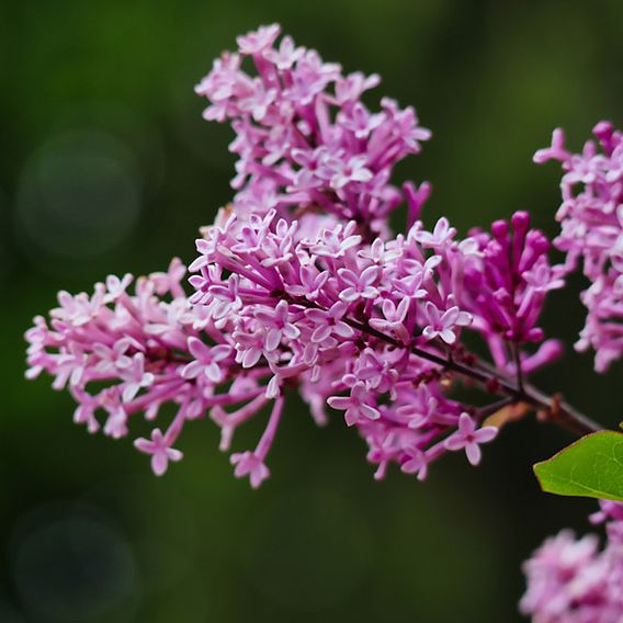 Lilac 'Bloomerang Dark Purple'