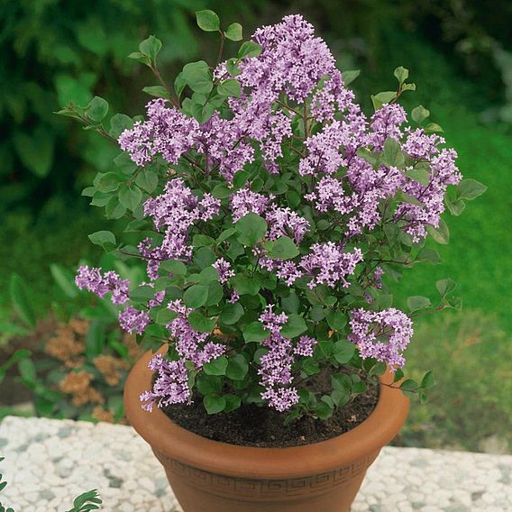 Lilac 'Palibin'