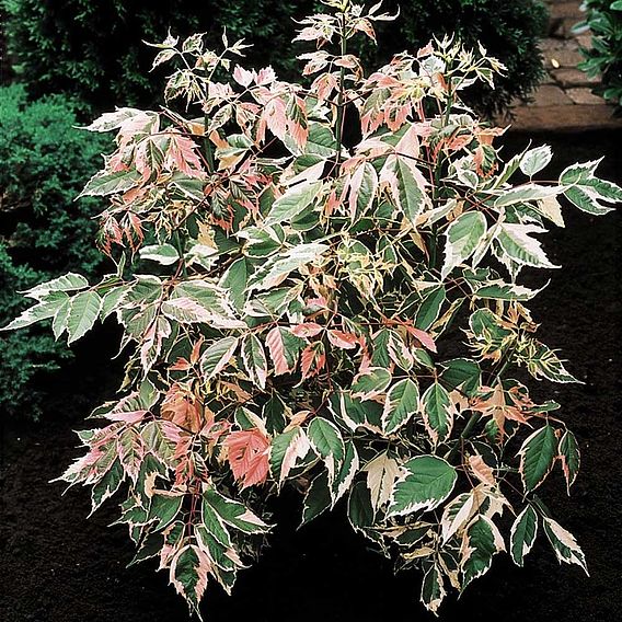 Acer negundo 'Flamingo'