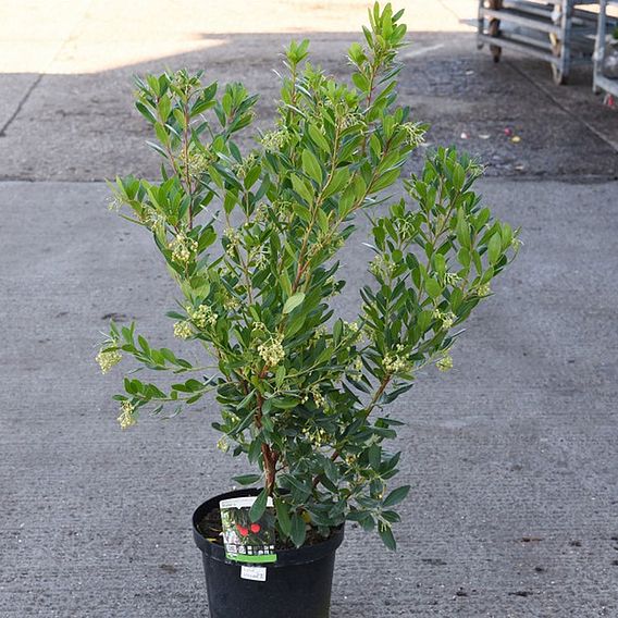 Arbutus unedo 'Rubra'