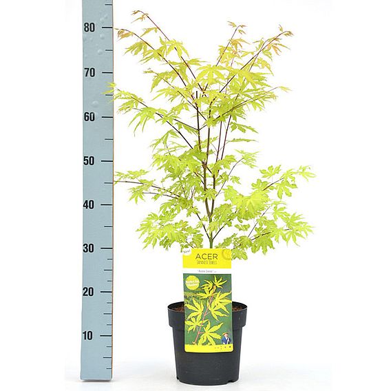 Acer Palmatum Anne Irene®