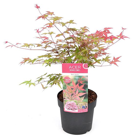 Acer palmatum 'Beni-Maiko'