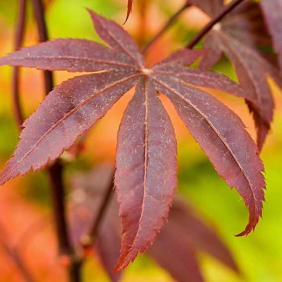 Acer palmatum 'Bloodgood'