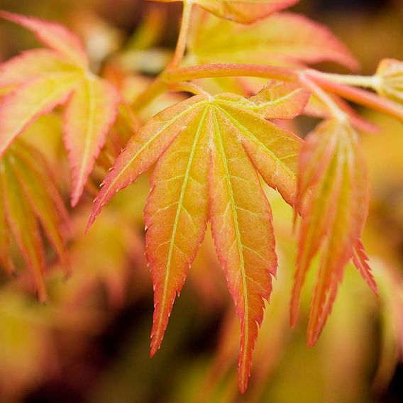 Acer palmatum 'Bloodgood'