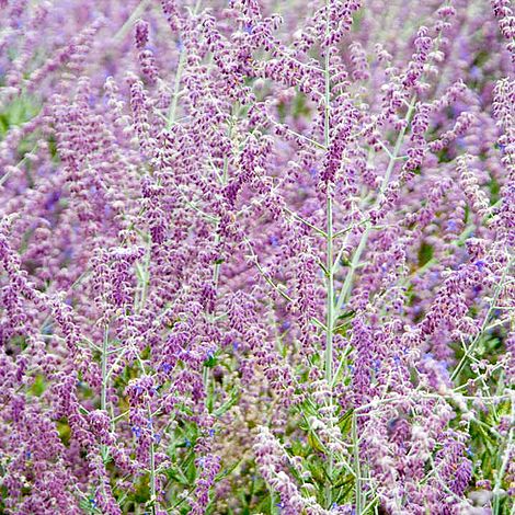 Perovskia 'Blue Spire'