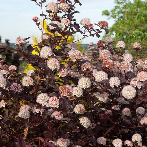 Physocarpus opulifolius 'Lady In Red'